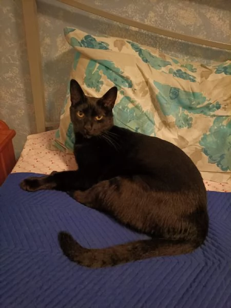 AXEL MICIO PANTERONE DI 7 ANNI | Foto 1