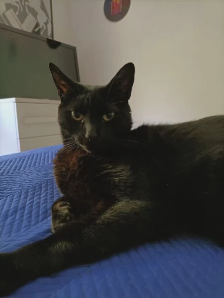 AXEL MICIO PANTERONE DI 7 ANNI | Foto 0