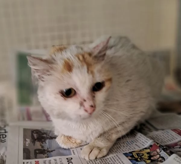 Gilda micia dolcissima di circa tre anni