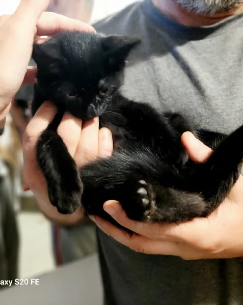 Rollo e Floky cuccioli pelo semilungo