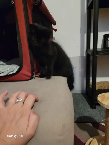 Rollo e Floky cuccioli pelo semilungo | Foto 0