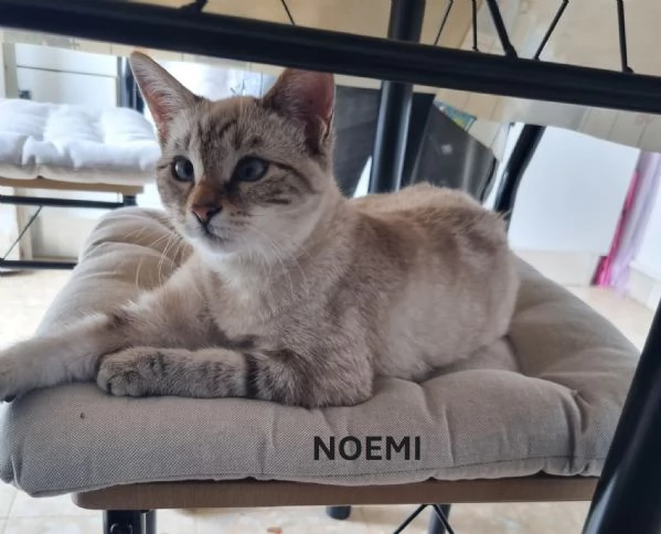 Nemo e Noemi cuccioli meravigliosi | Foto 0