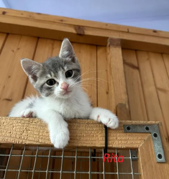 Rita Lisa e Beniamino cuccioli adorabili | Foto 4