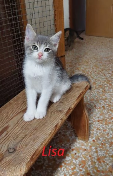 Rita Lisa e Beniamino cuccioli adorabili | Foto 3