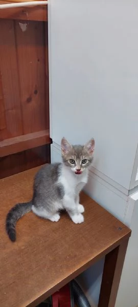 Rita Lisa e Beniamino cuccioli adorabili | Foto 2