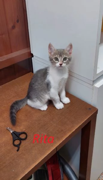 Rita Lisa e Beniamino cuccioli adorabili | Foto 1