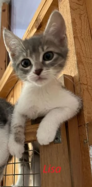 Rita Lisa e Beniamino cuccioli adorabili
