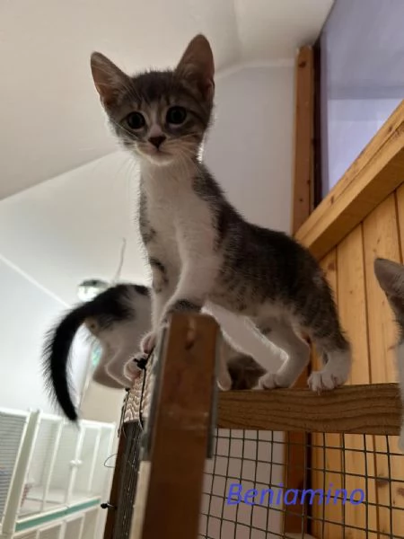 Rita Lisa e Beniamino cuccioli adorabili | Foto 0