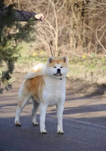 cuccioli di akita giapponese | Foto 6