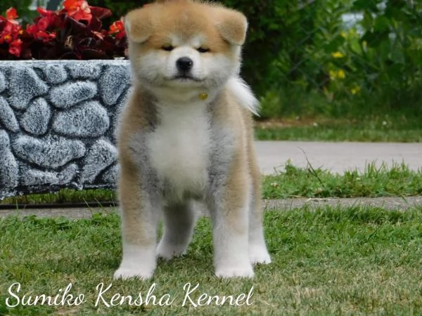 cuccioli di akita giapponese | Foto 4