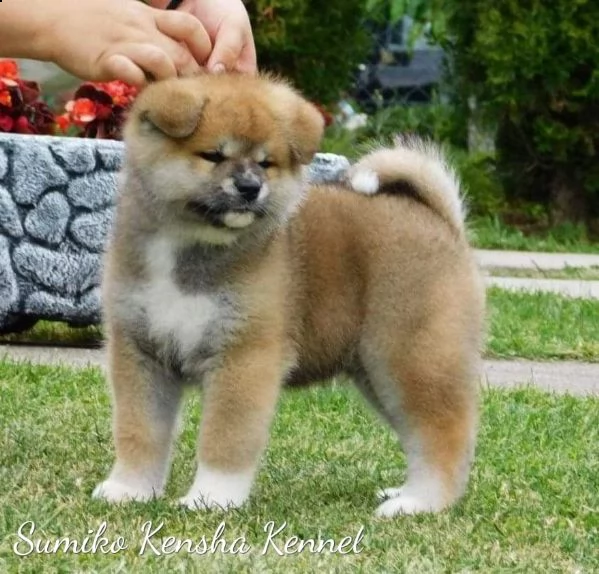 cuccioli di akita giapponese | Foto 3