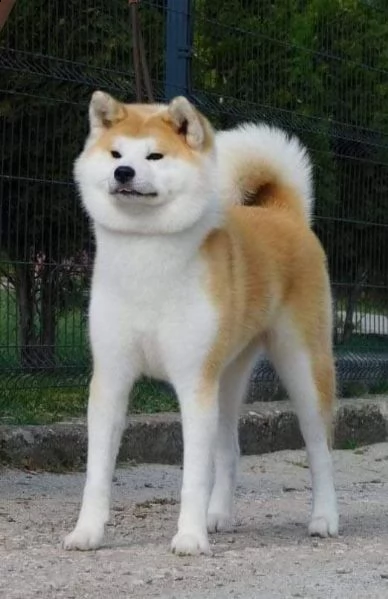 cuccioli di akita giapponese | Foto 2