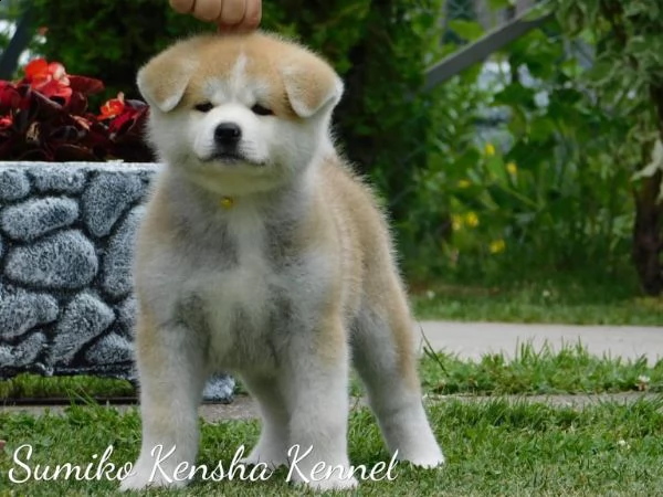 cuccioli di akita giapponese | Foto 1