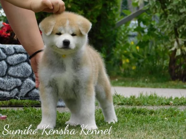 cuccioli di akita giapponese | Foto 0