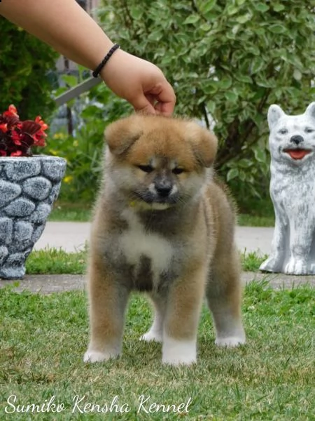 cuccioli di akita giapponese