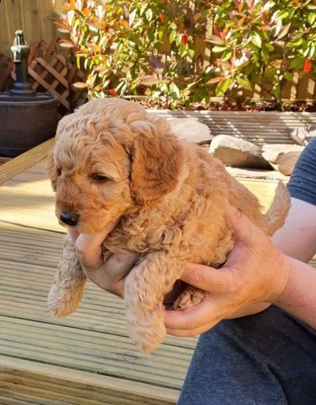 disponibile da subito barboncino toy | Foto 1