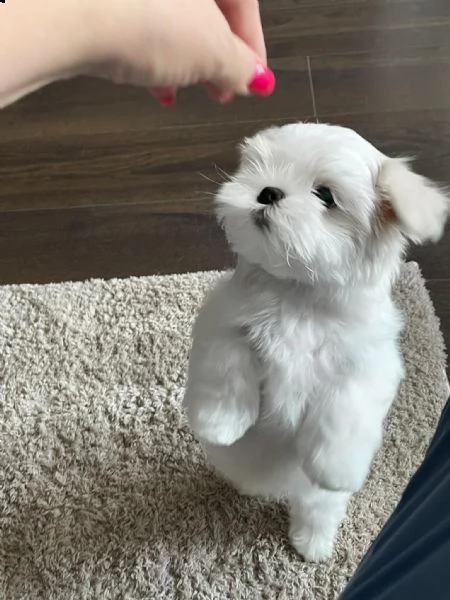 cuccioli maltese toy