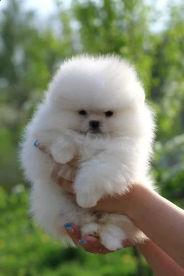 cuccioli di spitz pomerania toy | Foto 1