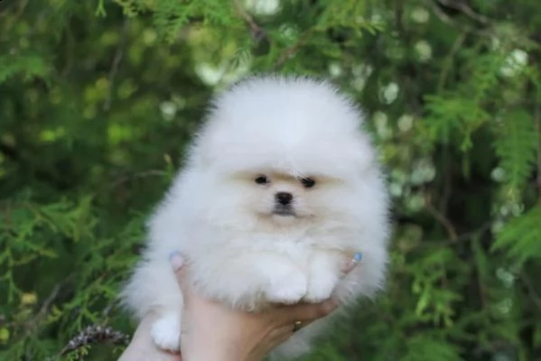 cuccioli di spitz pomerania toy