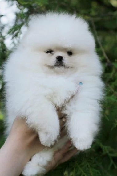 cuccioli di spitz pomerania toy | Foto 0