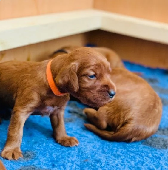 purissimi  setter irlandese cuccioli | Foto 1