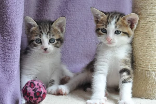 splendidi gattini con garanzie sanitarie