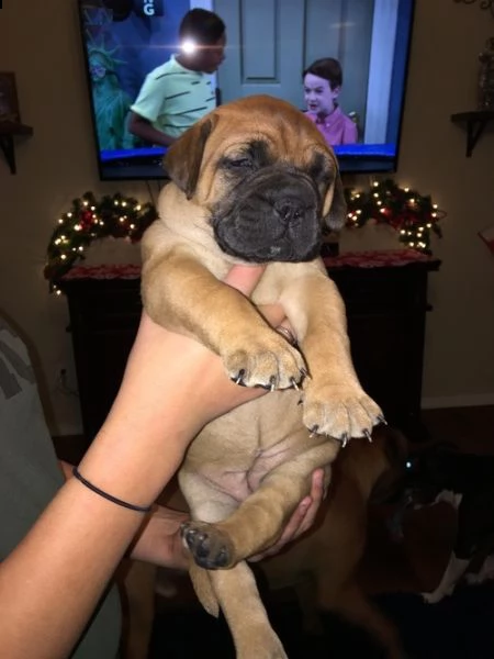 disponibili cuccioli bull mastiff 3 mesi completi di vaccinazioni sverminati certificato ottima sa