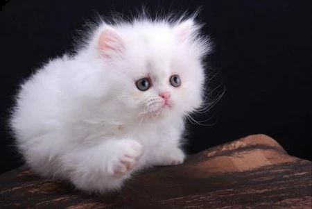 adorabili cuccioli di persiano gattini femminucce e maschietti disponibili per ladozione gratuita i