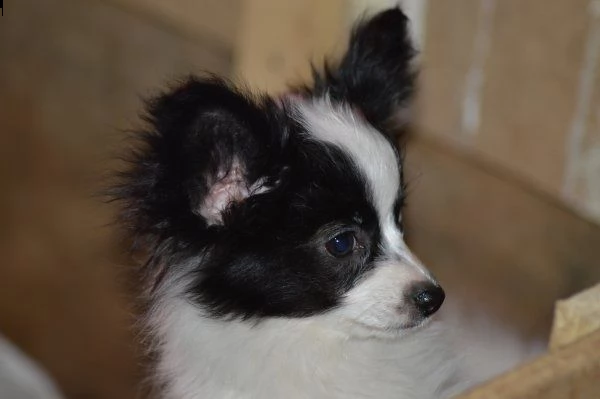 adorabili cuccioli di papillon femminucce e maschietti disponibili per ladozione gratuita i cucciol