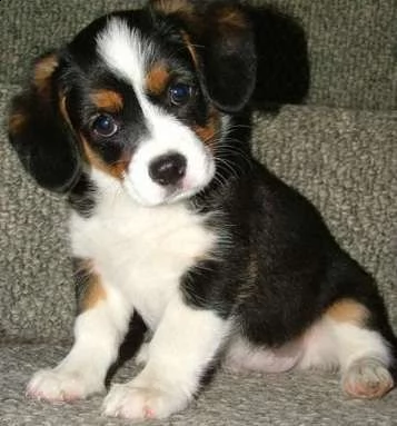 adorabili cuccioli di basenji femminucce e maschietti disponibili per ladozione gratuita i cuccioli