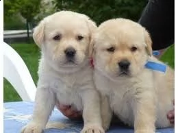 adorabili cuccioli di labrador femminucce e maschietti disponibili per ladozione gratuita i cucciol
