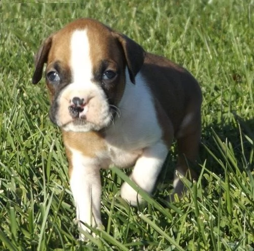 email  ameliajefferson80atgmailcom adorabili cuccioli di boxer femminucce e maschietti disponibili 