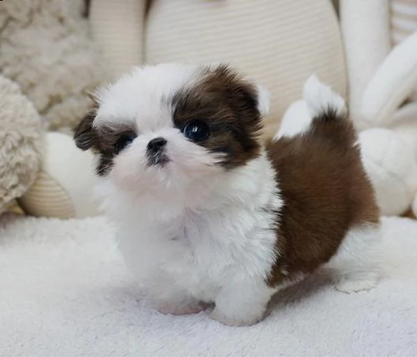 vendita cucciolo bellissimi cuccioli di shih tzu