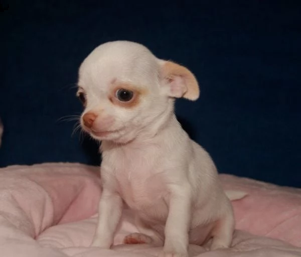 regalo cuccioli dolce e bella chihuahua toy