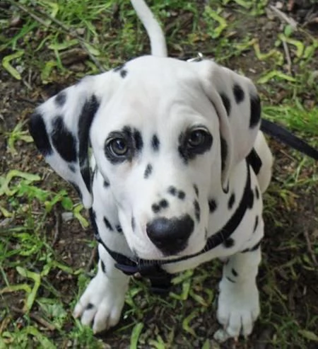  cuccioli di dalmata  femminucce e maschietti disponibili 