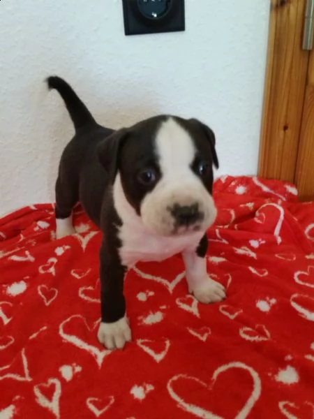 regalo bellissimi maschi e femmine pitbull cuccioli