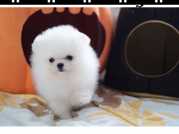 vendita cucciolo  spity volpino di pomerania bianco e marroncino 