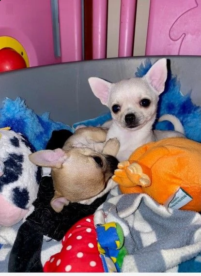  ultimo chihuahua toy  | Foto 0