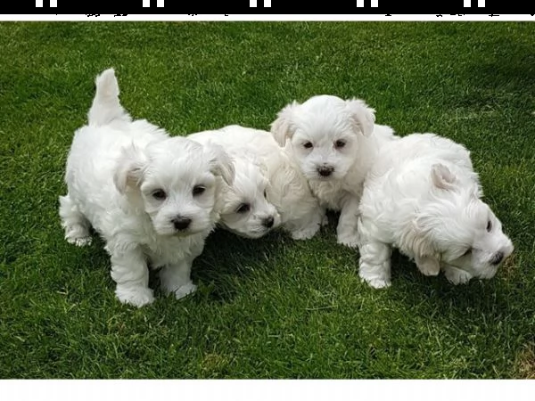 vendita cucciolo maltese toy