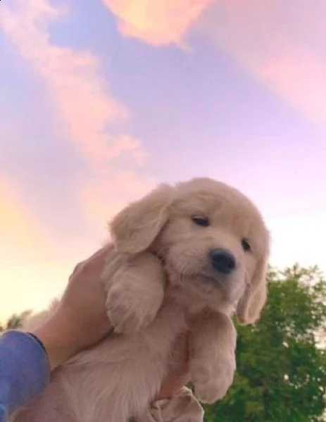  regalo golden retriver cuccioli