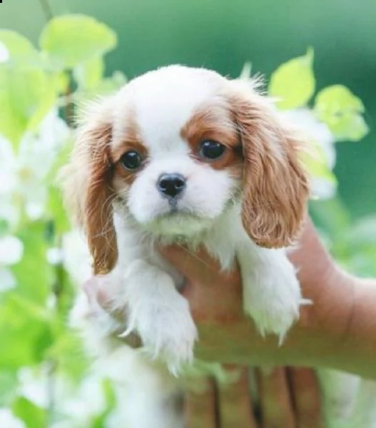  cuccioli di cavalier king femminucce e maschietti per ladozione gratuita