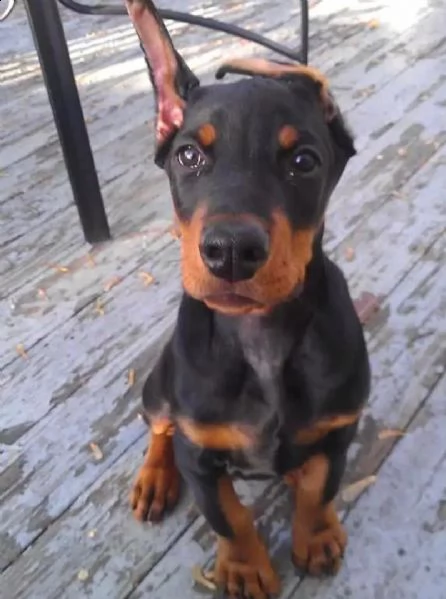  regalo adorabili cuccioli dobermann femminucce e maschietti