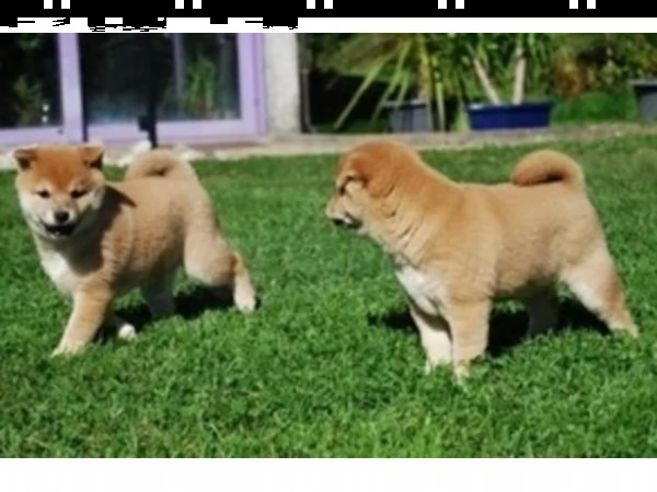 vendita cucciolo di shiba inu