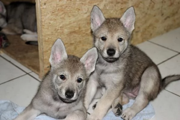 vendita ultimo cane lupo cecoslovacco