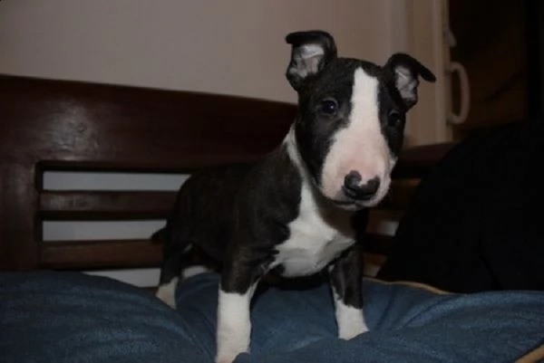 regalo bull terrier | Foto 0