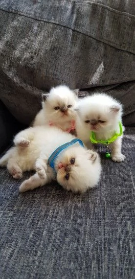 quattro meravigliosi cuccioli di razza persiano