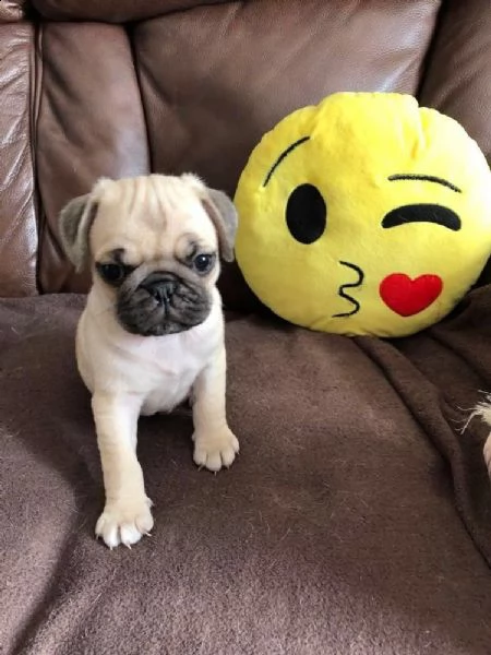 felicissimi cuccioli di carlino