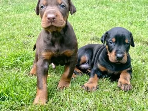 dobermann cuccioli di mesi tre | Foto 2