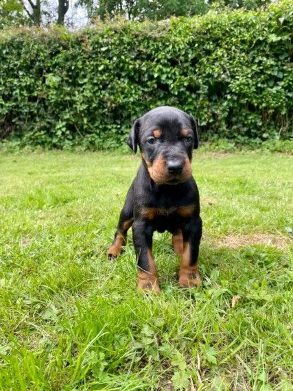 dobermann cuccioli di mesi tre | Foto 1