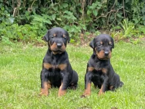 dobermann cuccioli di mesi tre